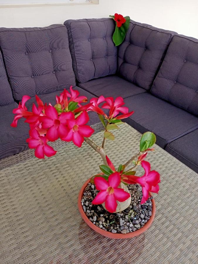 דירות T2 Echappee Belle Sainte-Marie Kybo Karaib Location Pkg Mtgne Cosy מראה חיצוני תמונה